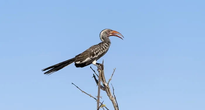 Framed Print : Mopanetoko (Tockus rufirostris) (Tockus erythrorhynchus rufirostris) sitting on a branch in front of a blue sky Framed Print : Mopanetoko (Tockus rufirostris) (Tockus erythrorhynchus rufirostris) sitting on a branch in front of a blue sky