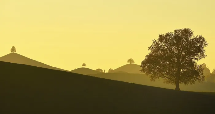 Framed Print : Moraine landscape at sunset, with Linden trees (Tilia) on hill