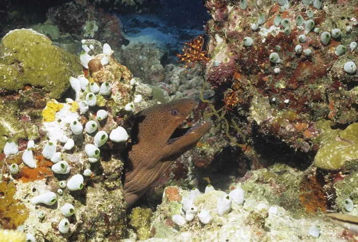Framed Print : Moray eel