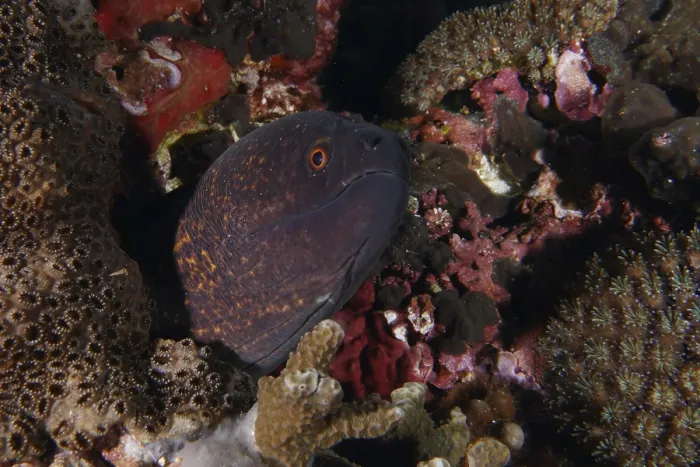 Framed Print : A moray eel, sooty head moray (Gymnothorax flavimarginatus)