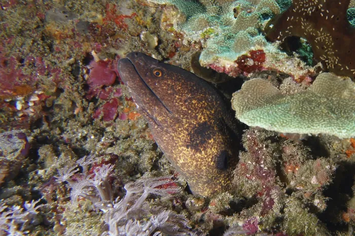 Framed Print : Moray, sooty head moray (Gymnothorax flavimarginatus) Framed Print : Moray, sooty head moray (Gymnothorax flavimarginatus)