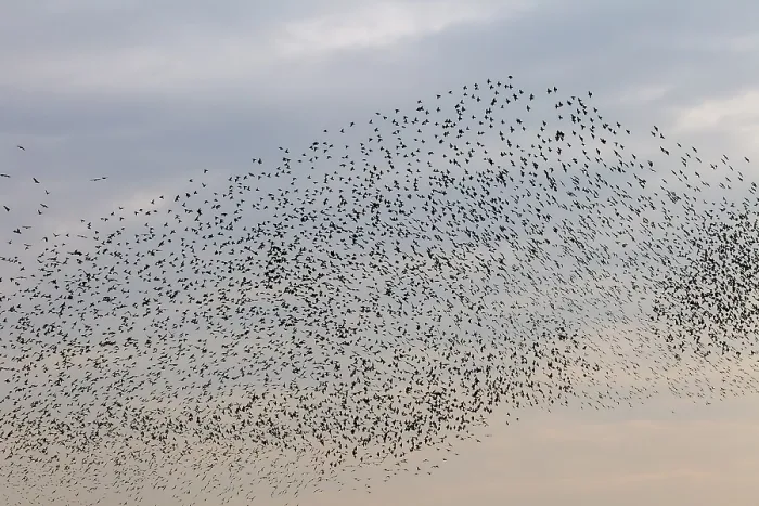 Framed Print : More and more starlings (Sturnus vulgaris) gather at the roost and begin to form formations
