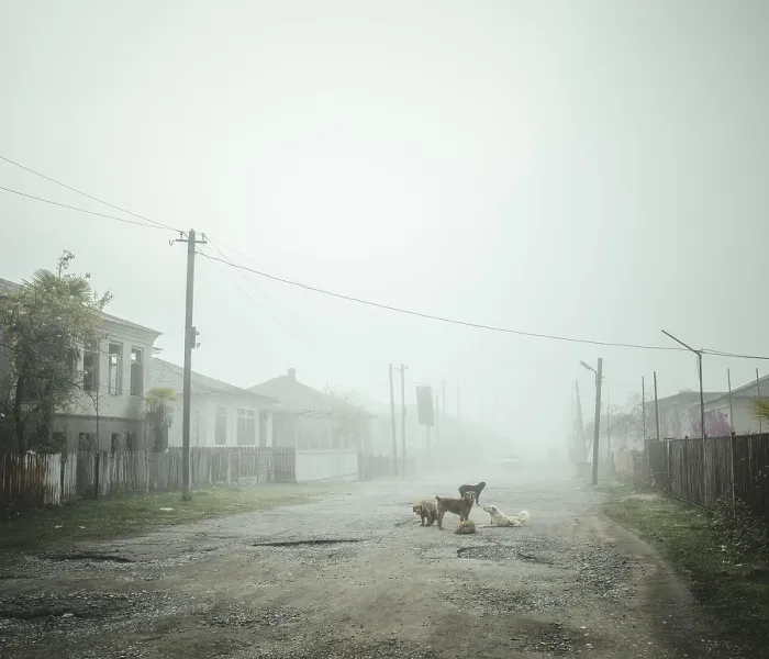 Framed Print : Morning atmosphere, dogs on abandoned village road