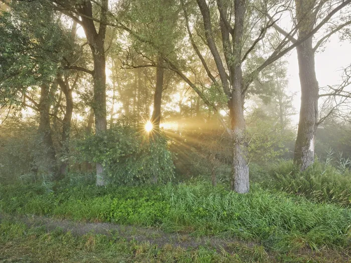 Framed Print : Morning atmosphere in the floodplain forest Framed Print : Morning atmosphere in the floodplain forest