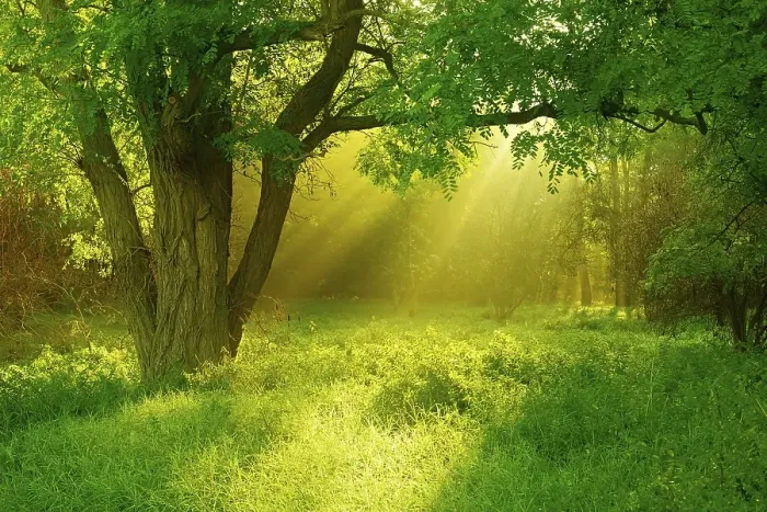 Framed Print : Morning atmosphere in the forest
