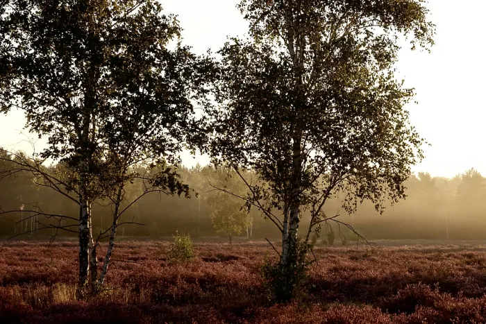 Framed Print : Morning atmosphere in a heath landscape Framed Print : Morning atmosphere in a heath landscape