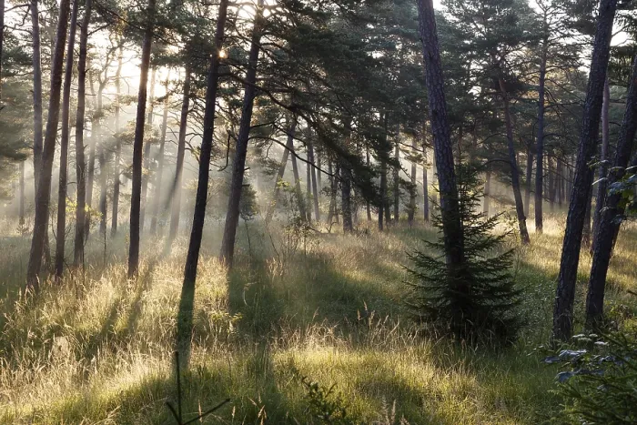 Framed Print : Morning atmosphere in a pine forest