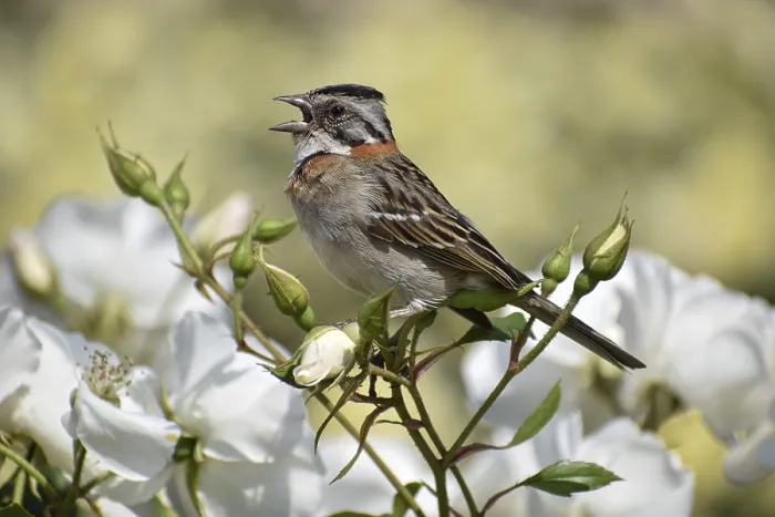 Framed Print : Morning Bunting (Zonotrichia capensis) singing on white roses in Rosedal