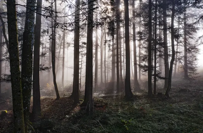 Framed Print : Morning fog in the backlight in the forest Framed Print : Morning fog in the backlight in the forest