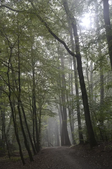 Framed Print : Morning fog, forest, fog, morning