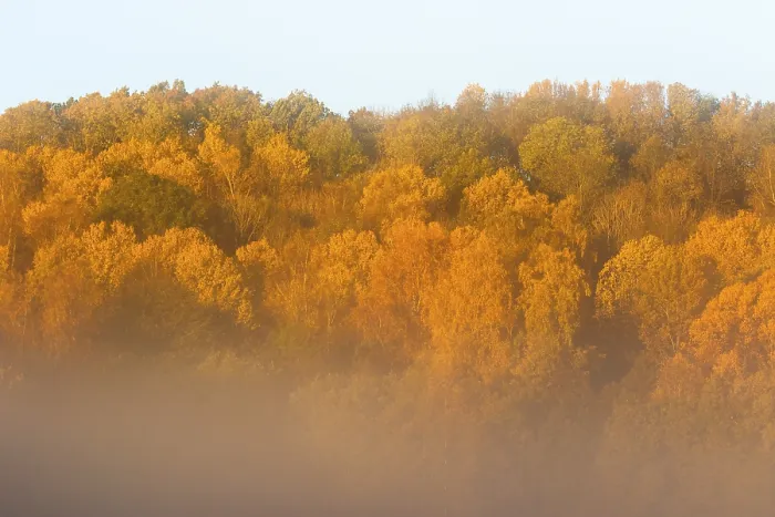 Framed Print : Morning fog on a hill with deciduous forest in autumn colors