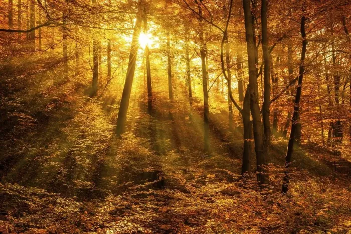 Framed Print : Morning haze in autumn forest, golden light Framed Print : Morning haze in autumn forest, golden light