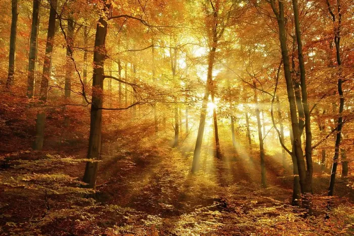 Framed Print : Morning haze in the forest, golden light Framed Print : Morning haze in the forest, golden light