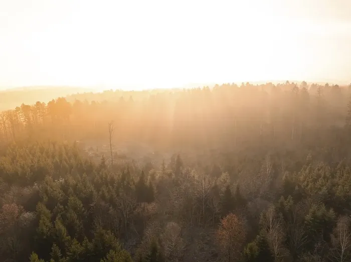 Framed Print : Morning light falls through the trees of an autumnal forest