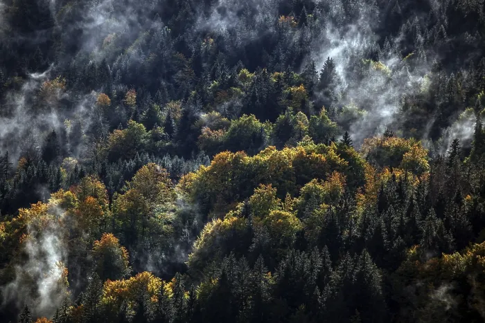 Framed Print : Morning mist in autumn forest, Oberstdorf Framed Print : Morning mist in autumn forest, Oberstdorf