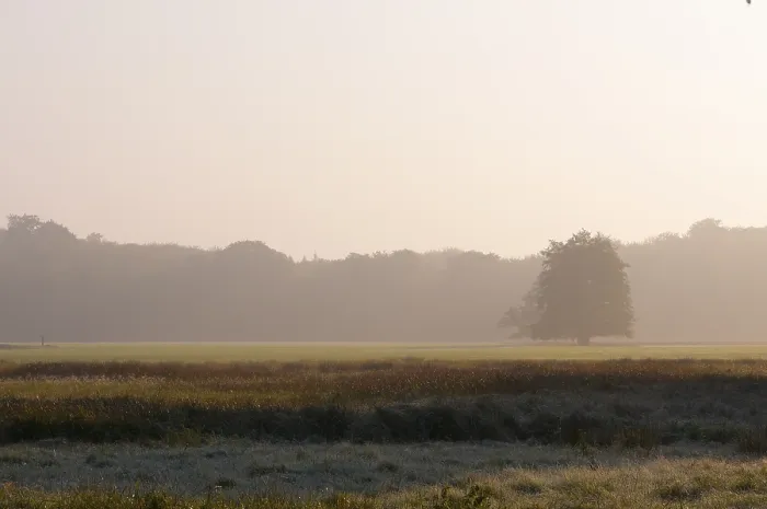 Framed Print : Morning mist over meadows, autumn mood in Moenchbruch nature reserve Framed Print : Morning mist over meadows, autumn mood in Moenchbruch nature reserve