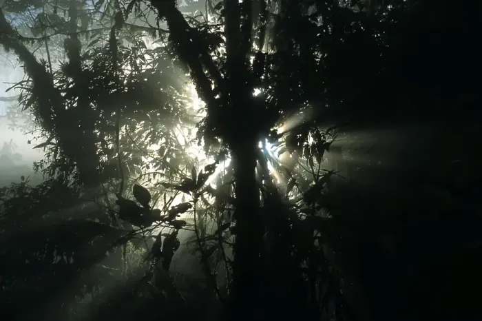 Framed Print : Morning mood in the cloud forest Framed Print : Morning mood in the cloud forest