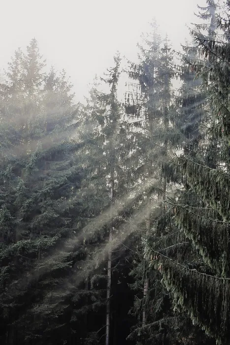 Framed Print : Morning sun