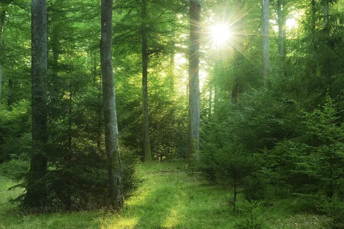 Framed Print : Morning sun breaks through natural mixed beech forest Framed Print : Morning sun breaks through natural mixed beech forest