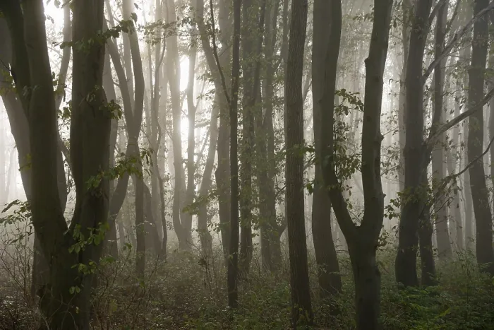 Framed Print : Morning sun penetrates the fog in the deciduous forest