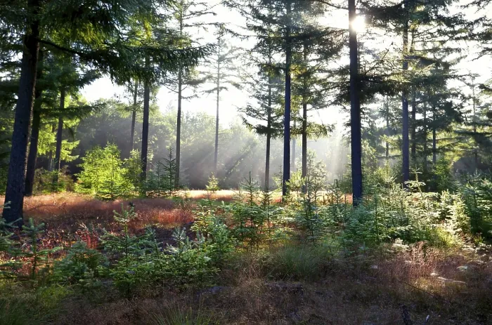Framed Print : Morning sunbeams in green coniferous forest Framed Print : Morning sunbeams in green coniferous forest