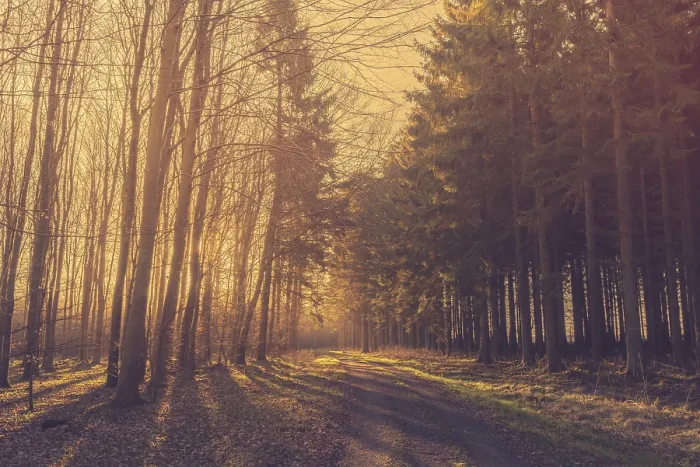 Framed Print : Morning sunrise in a forest with pine trees by the road