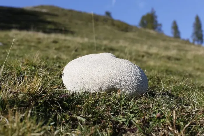 Framed Print : Mosaic puffball (Lycoperdon utriforme) on a pasture Framed Print : Mosaic puffball (Lycoperdon utriforme) on a pasture