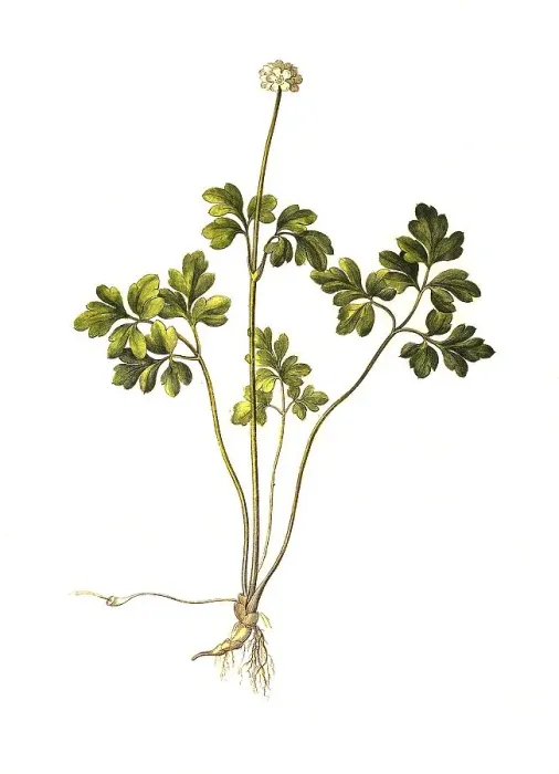 Framed Print : Moschatel (Adoxa moschatellina) or musk weed Framed Print : Moschatel (Adoxa moschatellina) or musk weed