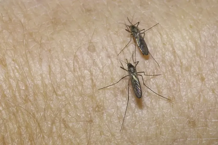 Framed Print : Mosquito (Aedes), two on skin, biting Framed Print : Mosquito (Aedes), two on skin, biting