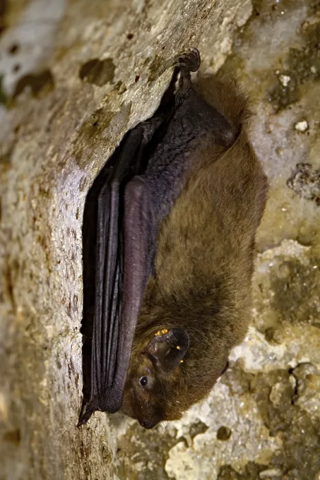Framed Print : Mosquito bat (Pipistrellus pygmaeus)