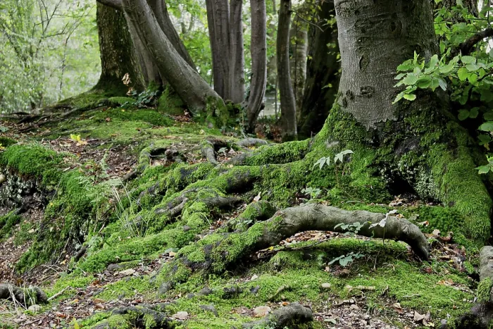 Framed Print : Moss