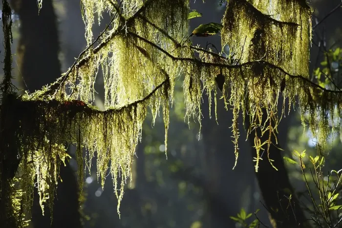 Framed Print : Moss on branches in cloud forest Framed Print : Moss on branches in cloud forest