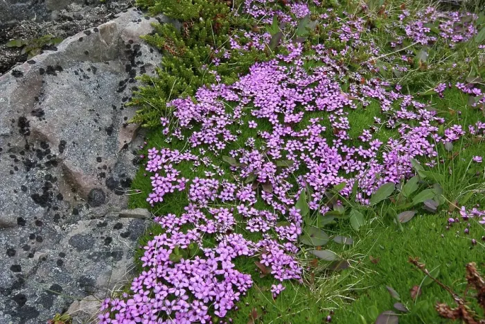 Framed Print : Moss campion (Silene acaulis) flowering mat in the tundra, Lapland, Northern Norway, Norway, Scandinavia, Europe