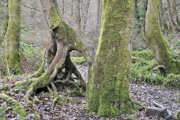 Framed Print : Moss covered beech tree trunks with twisted roots in a misty winter forest Framed Print : Moss covered beech tree trunks with twisted roots in a misty winter forest
