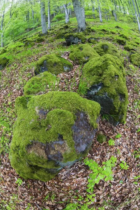 Framed Print : Moss covered boulders, in a Beech tree forest (Fagus sylvatica)