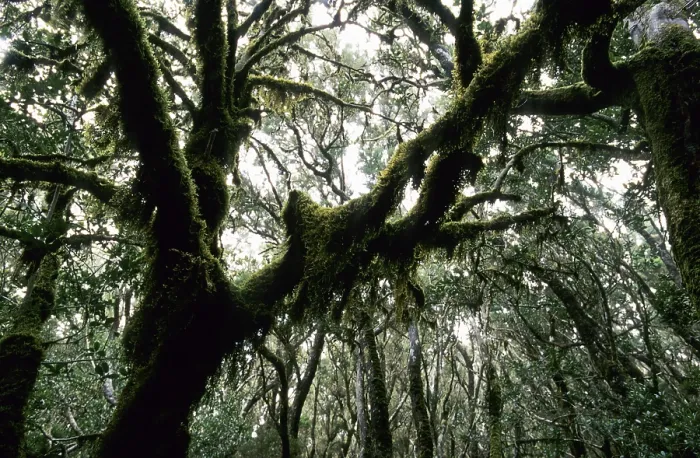Framed Print : Moss-covered branches in the laurel forest