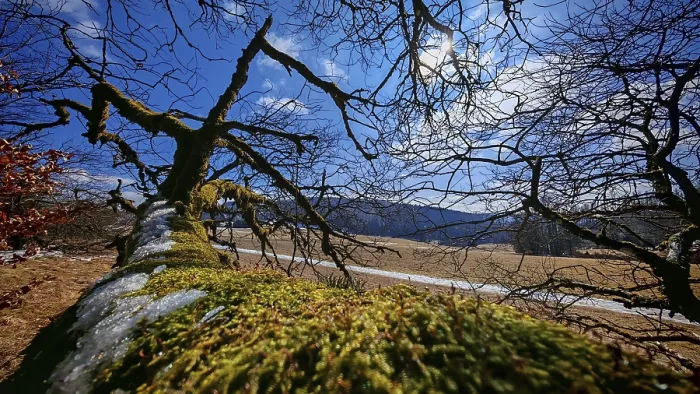 Framed Print : Moss-covered (bryophyta), lying tree trunk in a hilly landscape under a blue sky Framed Print : Moss-covered (bryophyta), lying tree trunk in a hilly landscape under a blue sky