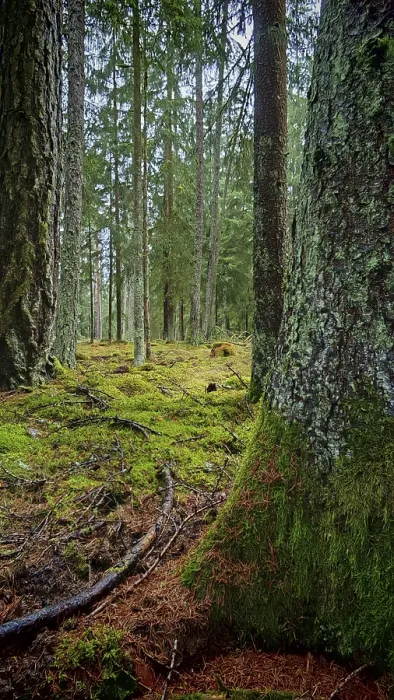 Framed Print : Moss-covered (bryophyta) tree trunks in a dense forest area