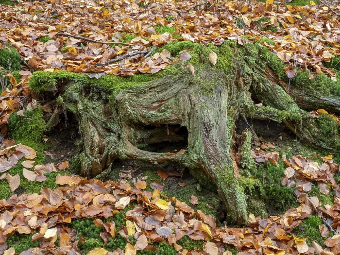 Framed Print : Moss-covered bum stump in autumn forest Framed Print : Moss-covered bum stump in autumn forest