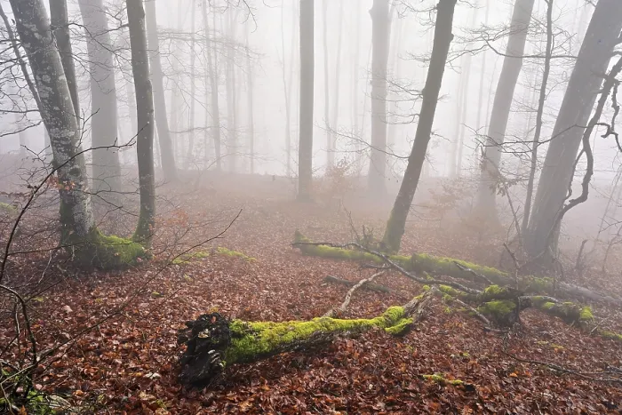 Framed Print : Moss-covered deadwood in foggy forest