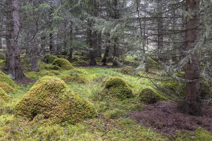 Framed Print : Moss-covered hills in lichen-covered spruce forest