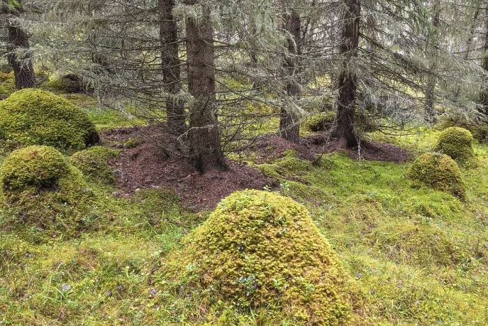 Framed Print : Moss-covered hills in lichen-covered spruce forest Framed Print : Moss-covered hills in lichen-covered spruce forest