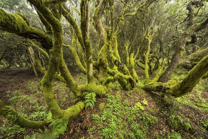 Framed Print : Moss-covered laurel trees in cloud forest Framed Print : Moss-covered laurel trees in cloud forest