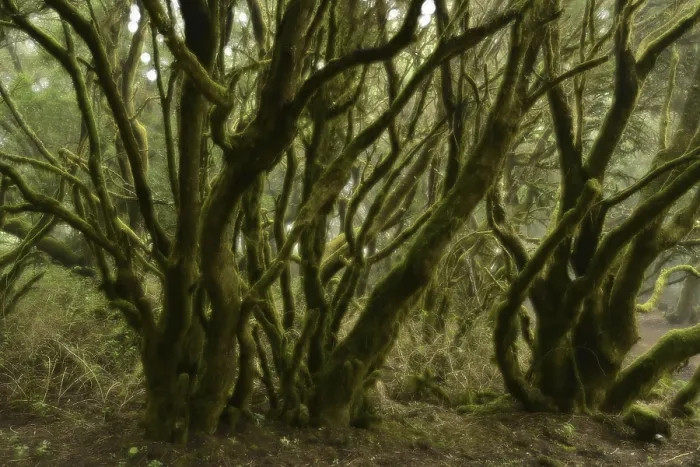 Framed Print : Moss-covered laurel trees in cloud forest Framed Print : Moss-covered laurel trees in cloud forest