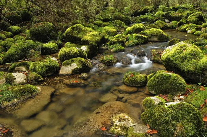 Framed Print : Moss covered rocks alongside the Orbe River