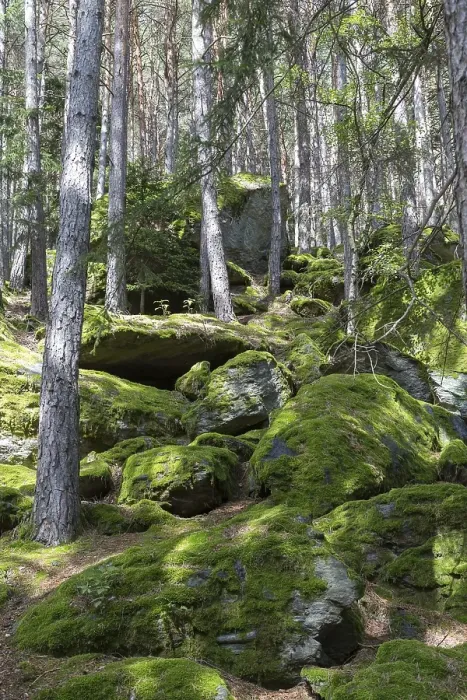 Framed Print : Moss-covered rocks in forest, Sand in Taufers