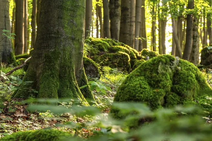 Framed Print : Moss-covered rocks and the trunk of a mighty old beech tree in a forest flooded with sunlight