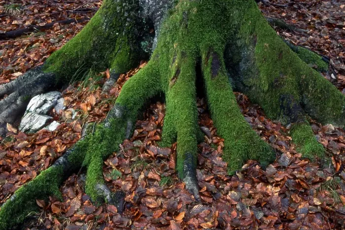 Framed Print : Moss-covered roots of a European Beech (Fagus sylvatica) tree