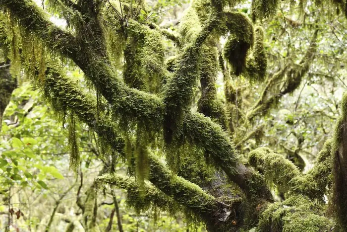 Framed Print : Moss-covered tree, laurel forest