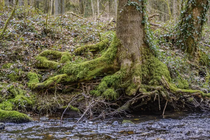 Framed Print : Moss-covered tree roots along a small river in the forest Framed Print : Moss-covered tree roots along a small river in the forest